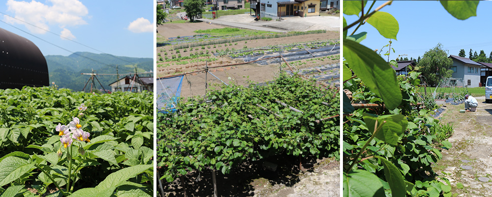 自家栽培の野菜畑