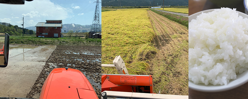 塩沢産コシヒカリ農業
